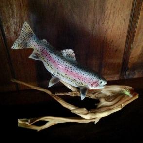 raindow trout to fly